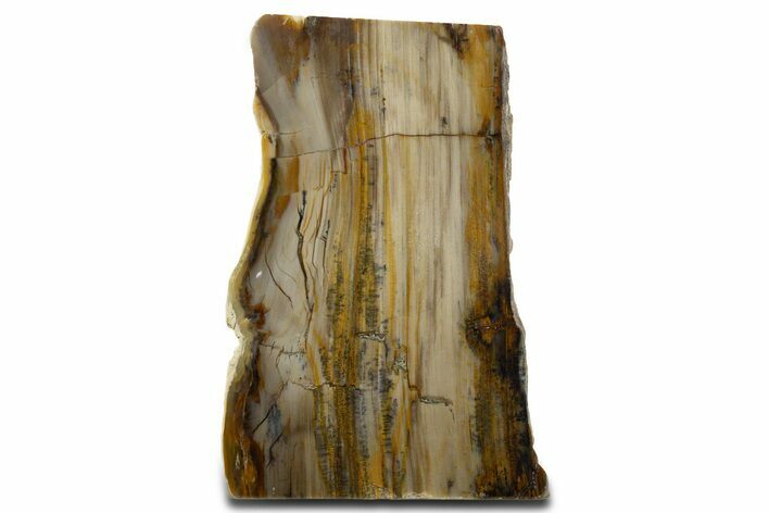 Polished Petrified Wood (Cypress) Stand-Up - Saddle Mountain, WA #346214